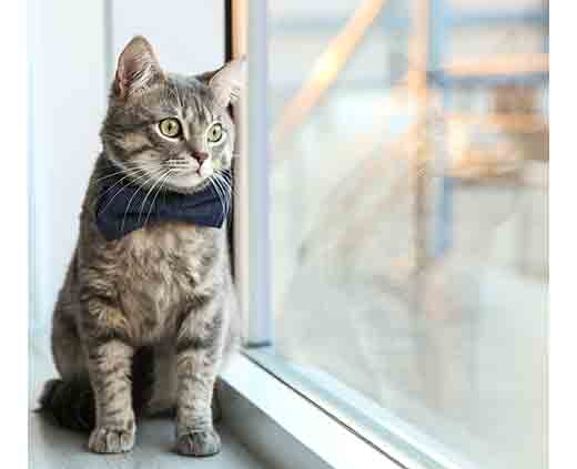 cat in windowsill